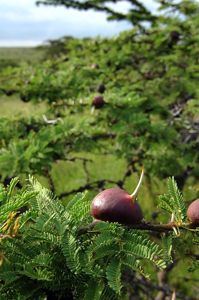 Acacia drepanolobium