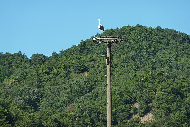 File:White-Stork Konotori Toyooka.JPG