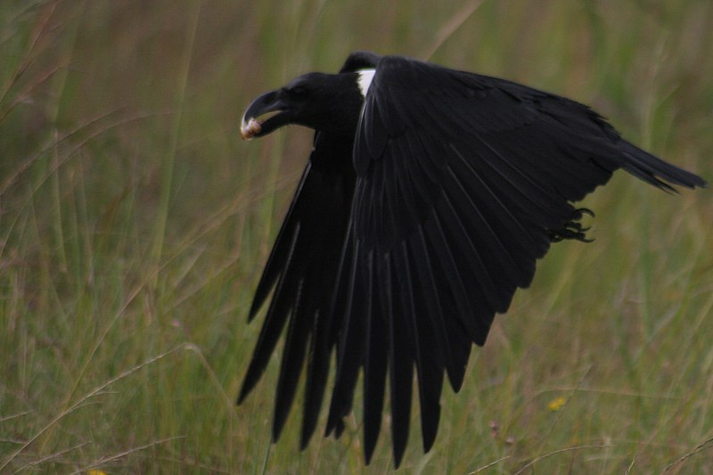 File:White-necked Raven - Flickr - MBoy68.jpg