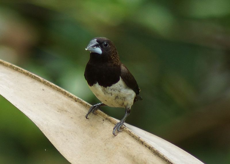 File:White-rumped Munia +.JPG