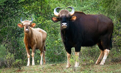 Manjampatti white bison or Albino Indian bison (Bos gaurus), Albino bisons are very rare. This photograph is taken from Chinnar Wildlife Sanctuary. This picture was claimed as the "First clear Photographic evidence of white bison after seventy years"