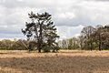 * Nomination Wijnjeterper Schar, Natura 2000 area of Friesland province. Solitaire Pinus sylvestris on heath field. --Famberhorst 17:40, 16 May 2017 (UTC) * Promotion Good quality. --Poco a poco 19:27, 16 May 2017 (UTC)