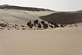 Wild date palms in Bir Wahed Egypt