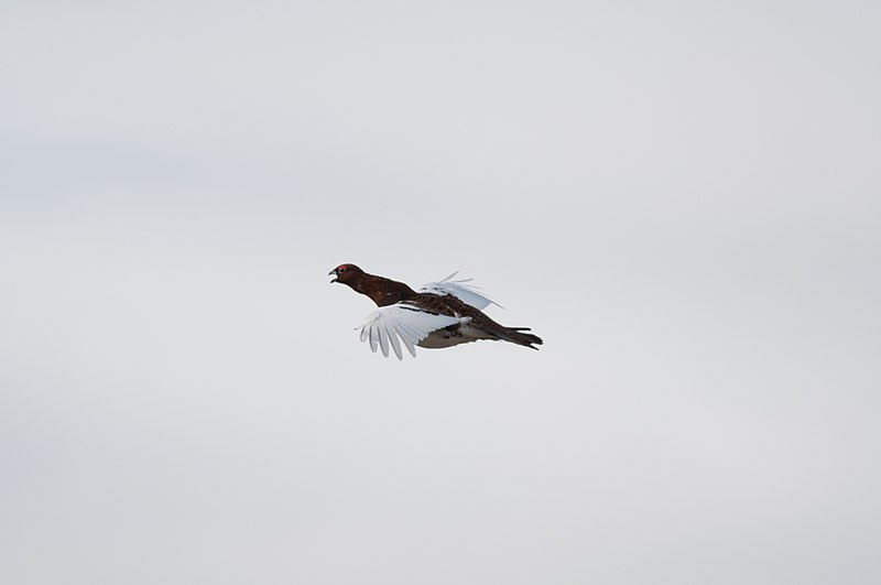 File:Willow Ptarmigan (7458260318).jpg