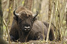 Wisent – Wikipedia