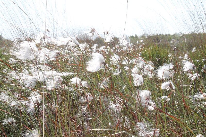 File:Wollgräser in der Esterweger Dose.JPG