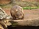 Wombat - 2008/5