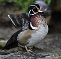 Wood duck with clipped wings.jpg