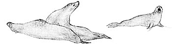 Sketch of three seals