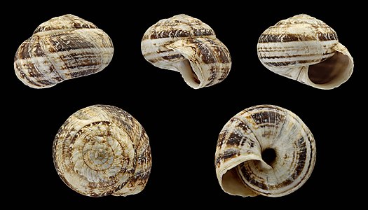 Xerocrassa cretica