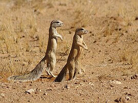 Des écureuils terrestres du Cap (Xerus inauris, de la famille des Sciuridae, sous-famille des Sciurinae), dans le parc national de Namib-Naukluft, près de Solitaire en Namibie. (définition réelle 2 984 × 2 238)