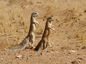 Descrição da imagem Xerus inauris.jpg.