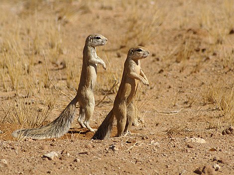 Borstenhörnchen in der Namibwüste