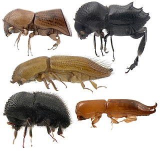 <span class="mw-page-title-main">Xyleborini</span> Tribe of beetles