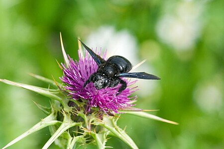 Xylocopa violacea02.jpg