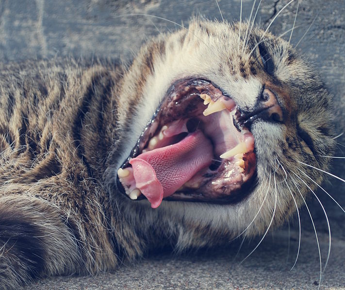 File:Yawn0004.JPG