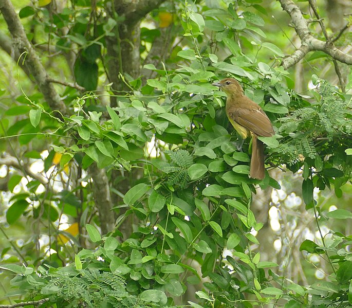 File:Yellow-bellied Greenbul (Chlorocichla flaviventris) (46701352702).jpg