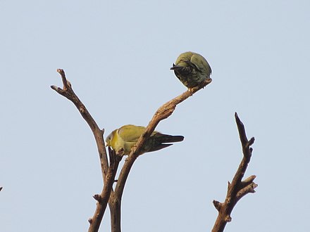 Yellow-footed Green Pigeons