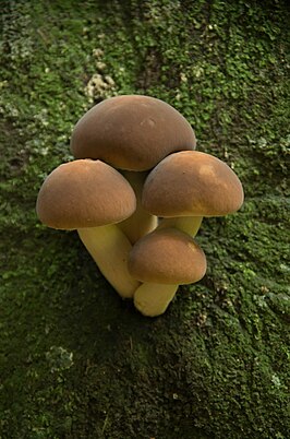 Cyclocybe parasitica