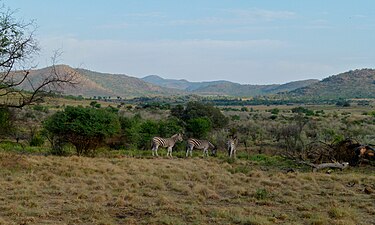 Burchell's zebra grazing in a Pilanesberg landscape Zebras (6817353373).jpg