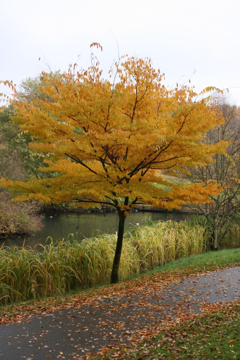 ファイル Zelkova Serrata Total Autumn Jpg Wikipedia