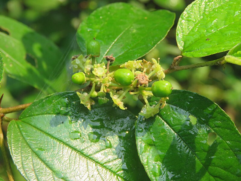 File:Ziziphus mauritiana - Ber at Siliguri during LGFC - Bhutan 2019 (14).jpg