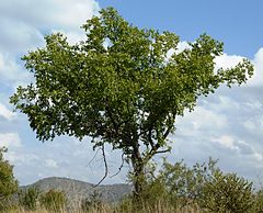 Description de l'image Ziziphus mucronata, habitus, Phalandingwe.jpg.