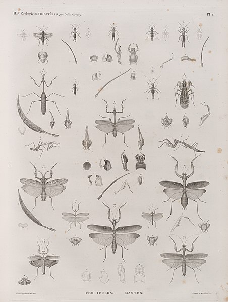 Pl.1 - Forficules, Mantes