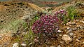 * Nomination Catchfly in flowers. Madygen nature monument, Batken District, Batken Region, Kyrgyzstan. By User:Marat Nadjibaev --Красный 08:20, 3 July 2024 (UTC) * Decline Too much noise. --ReneeWrites 21:30, 4 July 2024 (UTC)