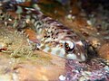 Orange clingfish (Diplocrepis puniceus)