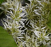 Fraxinus ornus (flowers)