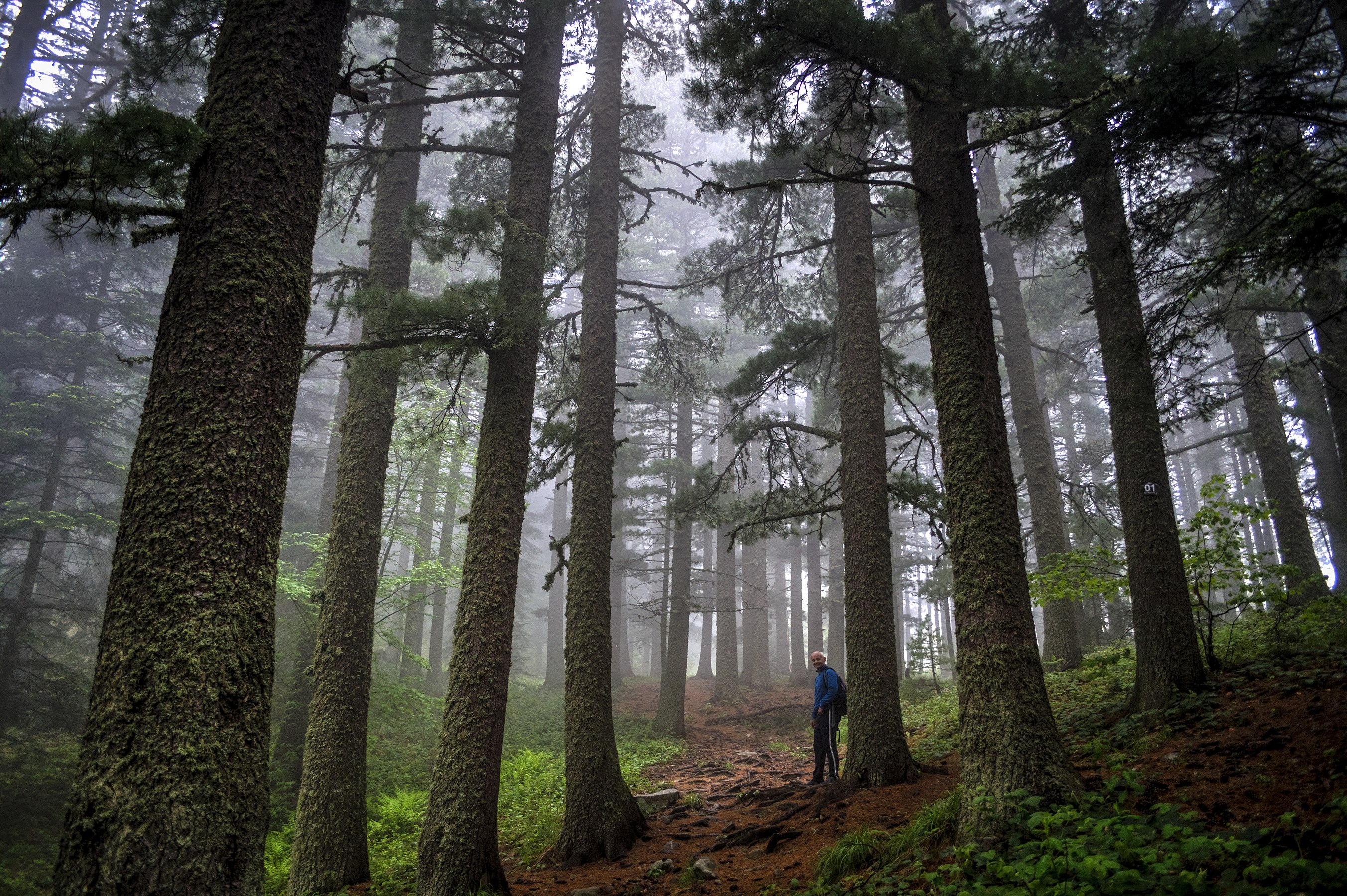 A forest in Baba Mountain by User:Darkocv