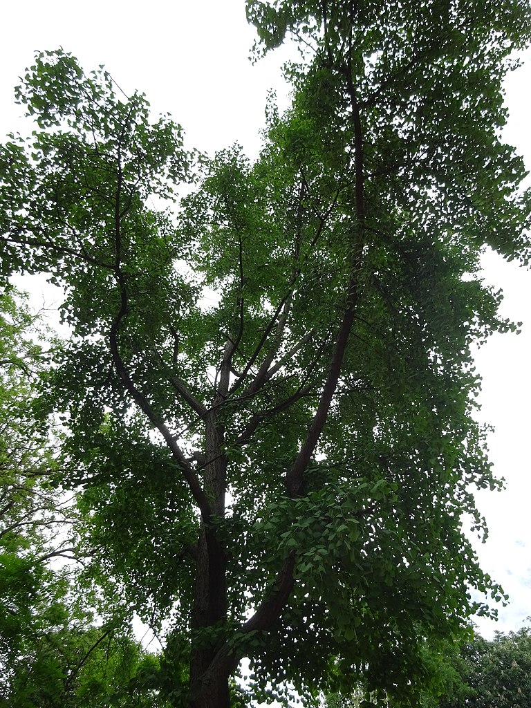 File:Гінкго білоба (Одеса, сквер ім. Мечникова). Травень, 2018 рік. 02 ...