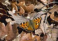 Многоцветница - Nymphalis polychloros - Large Tortoiseshell - Große Fuchs (23916817370).jpg