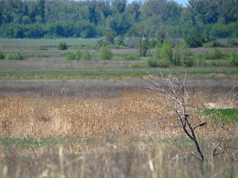 File:Наступление лета - Summer coming - panoramio.jpg