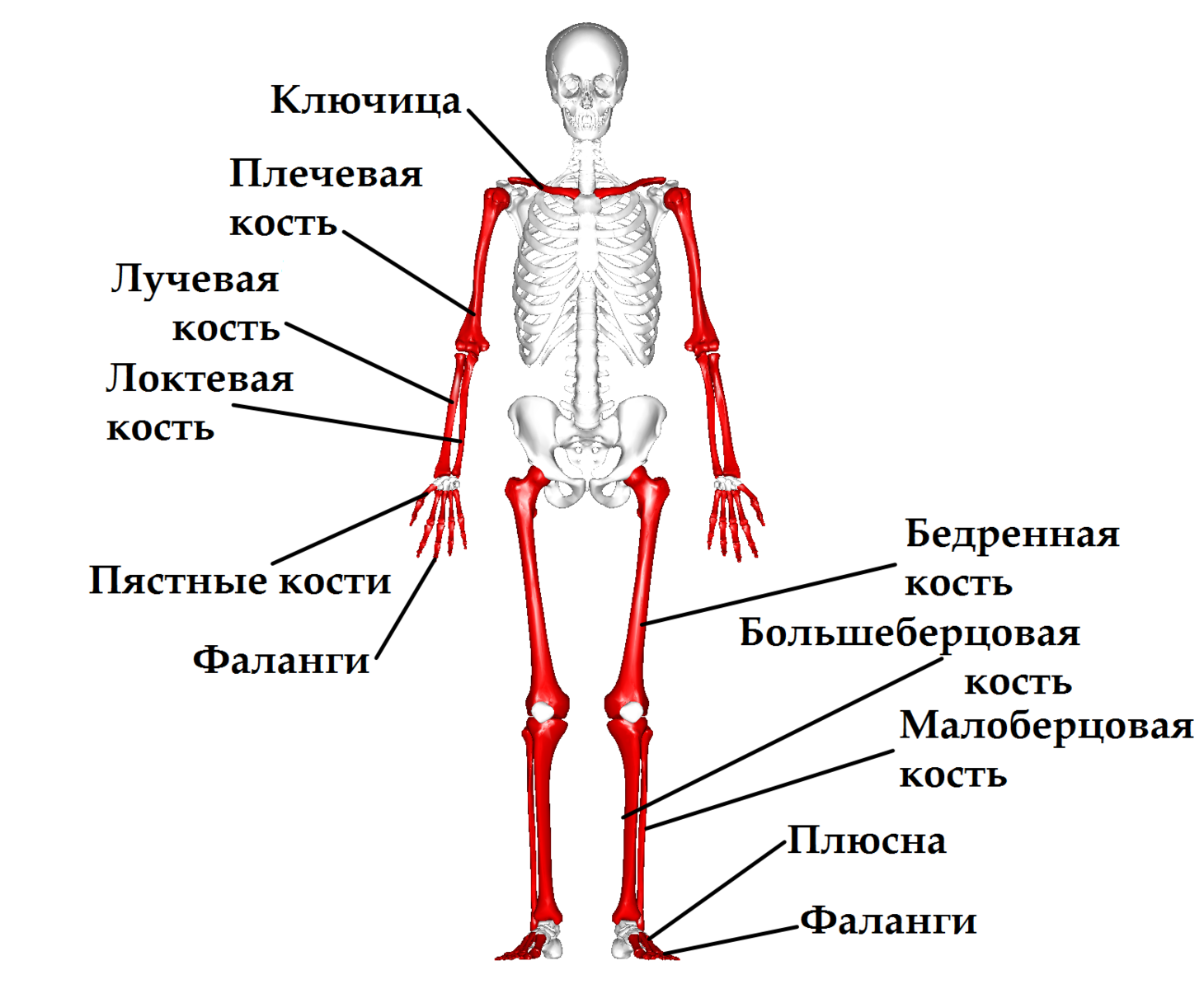 Кости человека строение рисунок