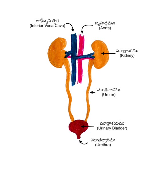 File:మూత్రాంగములు, మూత్రపిండములు (Kidneys).png