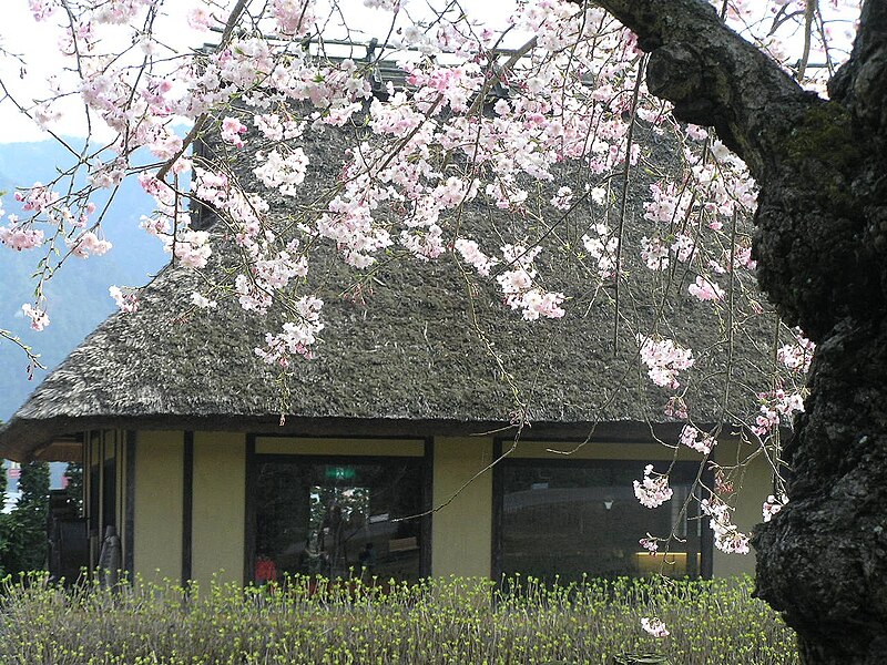 File:お菓子の里・篠山市茅葺古民家とさくらP4097250.jpg