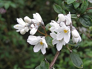 <i>Deutzia monbeigii</i> Species of plant