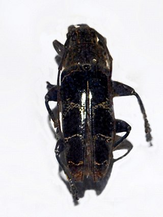 <i>Tmesisternus politus</i> Species of beetle