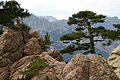 Pinus nigra subsp. salzmannii var. corsicana, Aiguilles de Bavella, Corsica