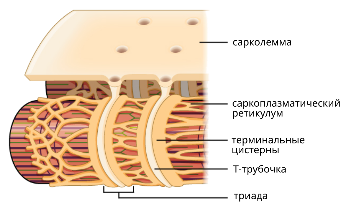 Гладкий саркоплазматический ретикулум исчерченных мышц обеспечивает. Саркоплазматический ретикулум и т трубочки. Саркоплазматический ретикулум. Саркоплазматический ретикулум мышечного волокна. T трубочки и l канальцы.