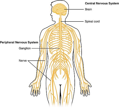 Central nervous system - Wikipedia, the free encyclopedia