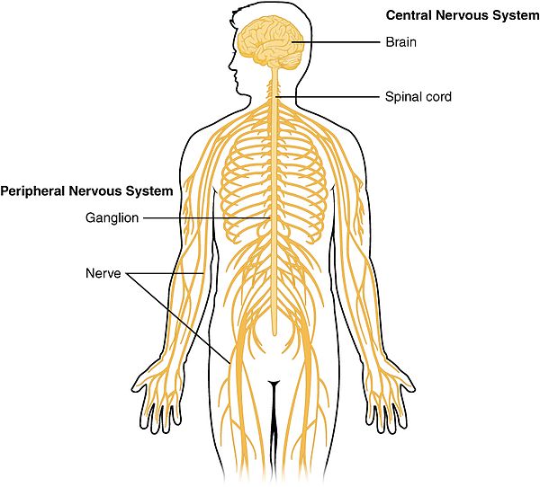 Spinal brain. Схема нервной системы человека Центральная и периферическая. Центральная и периферическая нервная система рисунок. Нервная система человека схема периферическая. ПНС периферическая нервная система.