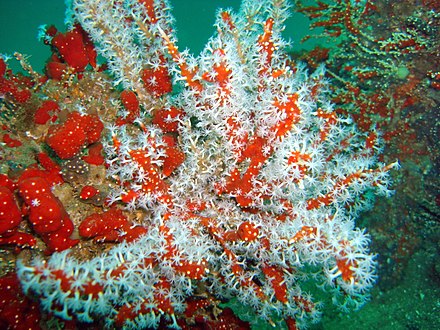 Red sea fingers (Alcyonium glomeratum), a soft coral