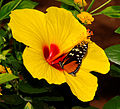 * Nomination Tropical butterfly inside a big flower. --ComputerHotline 10:42, 9 August 2011 (UTC) * Decline Blown colors, needs id beyond subfamilia. --Quartl 12:26, 9 August 2011 (UTC)