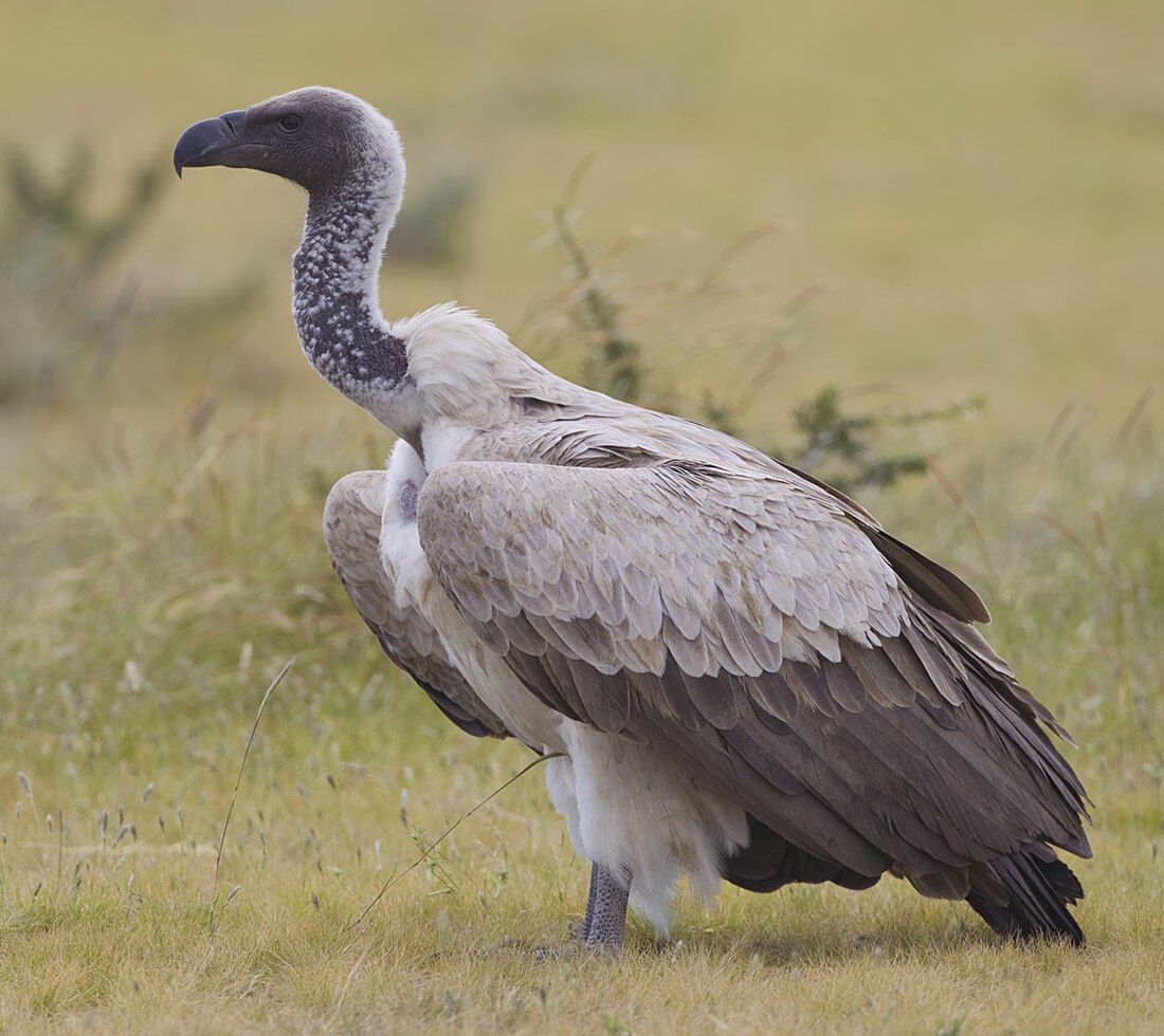 White backed vulture