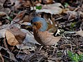 Buchfink - Fringilla coelebs, Männchen