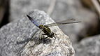 ♂ Orthetrum cancellatum