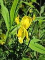 Cytisus scoparius (Besenginster)